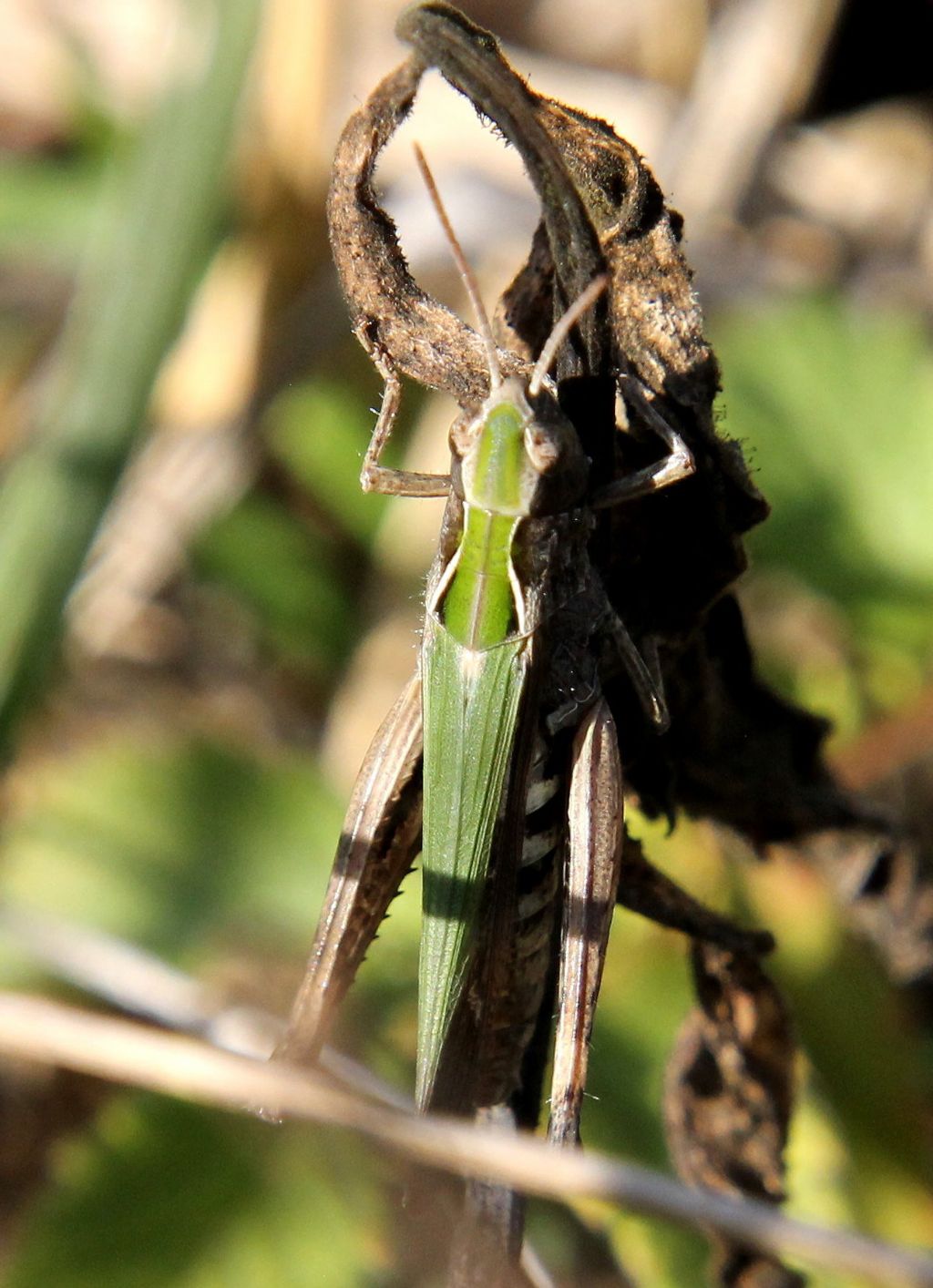 Omocestus haemorrhoidalis haemorrhoidalis?
